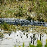 alligator